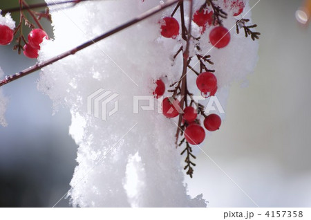 南天に雪 4157358