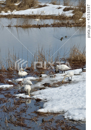 ビオトープ 4158397