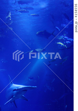 海中 海中 4158556