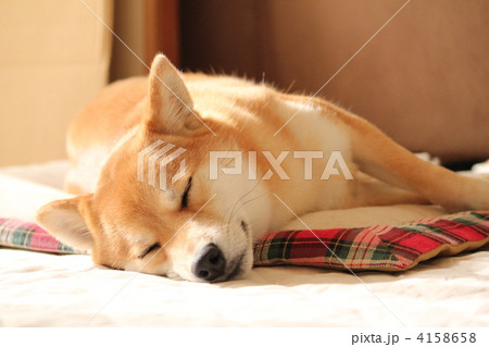 ひなたぼっこする柴犬 4158658