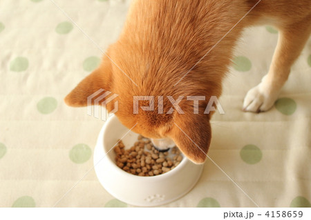 ドッグフードを食べる柴犬 4158659