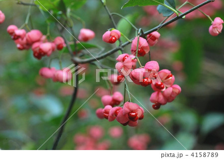 マユミ果実 マユミ果実 4158789