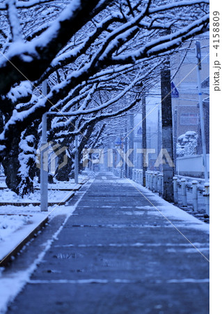 雪景色の桜並木道 福岡 雪景色の桜並木道 福岡 4158809