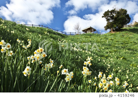 兵庫 淡路 灘黒岩水仙郷 兵庫 淡路 灘黒岩水仙郷 4159246