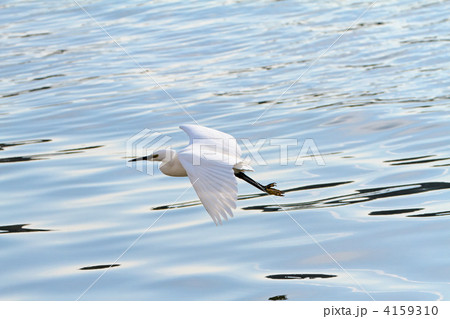 隅田川に架かる尾久橋近くを飛翔中の白鷺 4159310