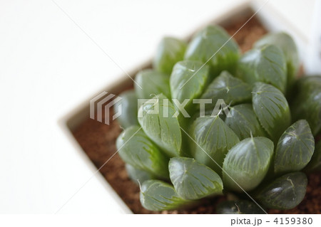 ハオルチア・雫石 4159380