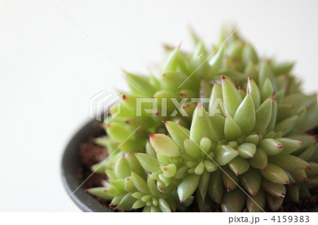 アガボイデス・綴化鯱 アガボイデス・綴化鯱 4159383