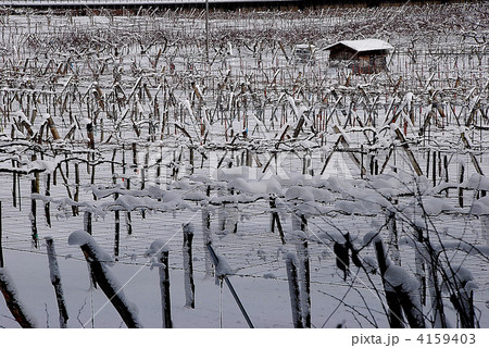 冬のぶどう畑 4159403