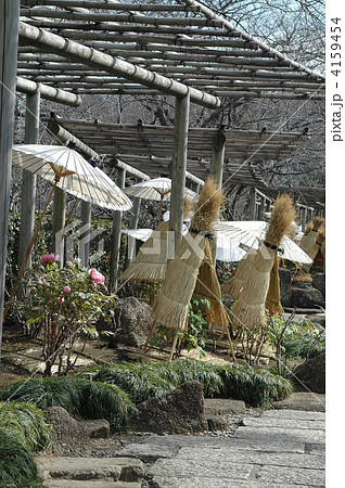 鎌倉ぼたん庭園の霜囲い 4159454