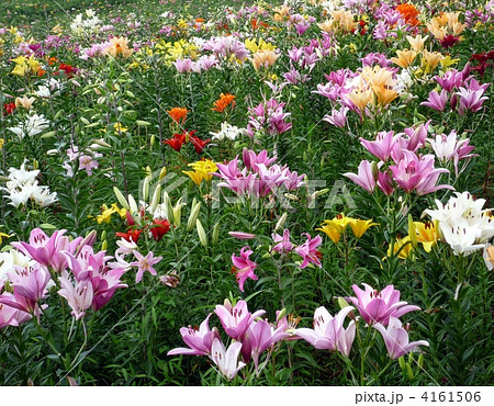 百合の花畑 4161506