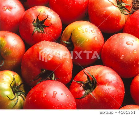 トマト集合 4161551