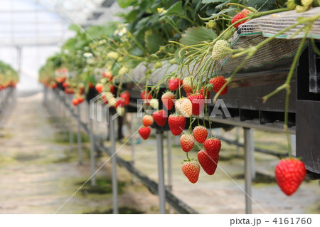 いちご狩りのビニールハウス内 4161760