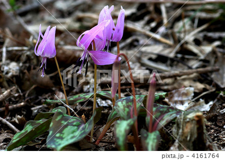 カタクリ 4161764