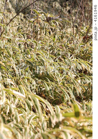 ミヤコザサ ミヤコザサ 4161946