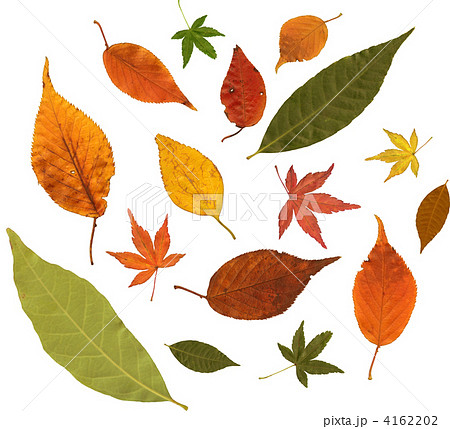枯れ葉のセットの写真素材