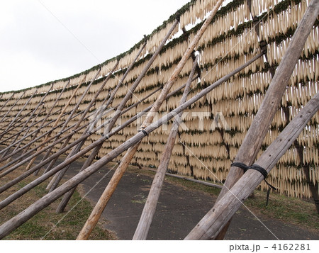 鹿児島県・大隈半島の大根干し 4162281
