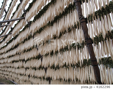 鹿児島県・大隈半島の大根干し 4162296