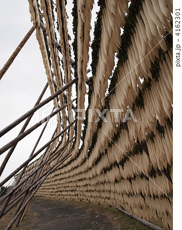 鹿児島県・大隈半島の大根干し 4162301