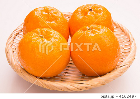 ポンカン 4162497