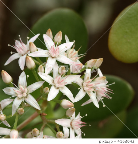 金のなる木 金のなる木 4163042