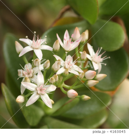 金のなる木 金のなる木 4163045