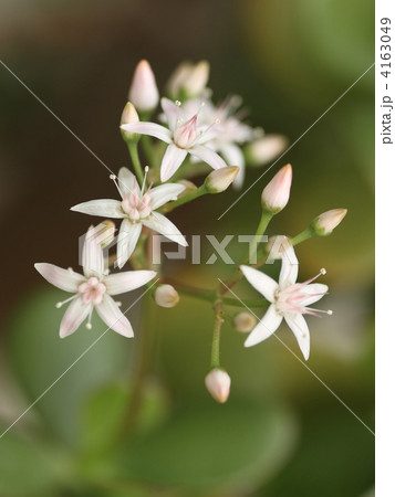 金のなる木 4163049