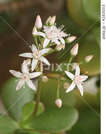 金のなる木 金のなる木 4163053