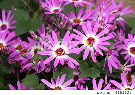 セネシオ・セネッティ 4163125