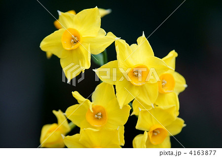 黄水仙　 4163877