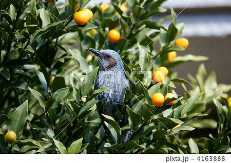 鵯　金柑泥棒発見　隠しても痕跡が・・・ 4163888