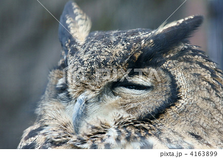 鷲木菟　ワシミミズク 4163899