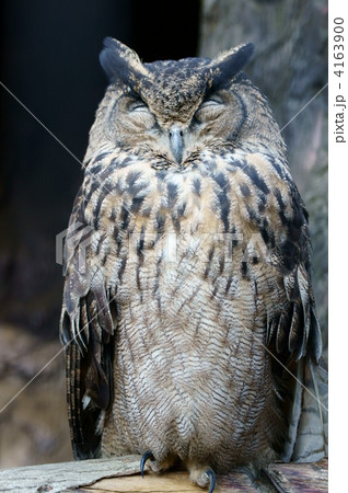 鷲木菟　ワシミミズク　何か笑っているよう。 4163900