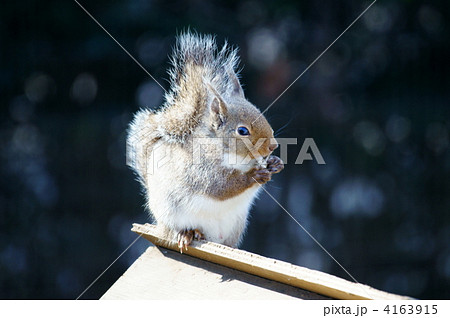 日本栗鼠　ひまわりの種おいしいよ❢ 4163915