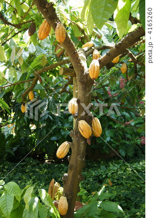カカオ 4165260