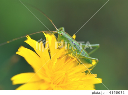 ブタナとバッタ 4166031