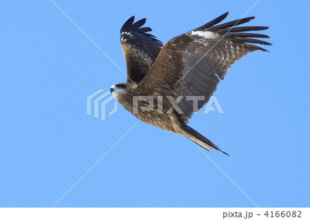 トビ　羽ばたき 4166082