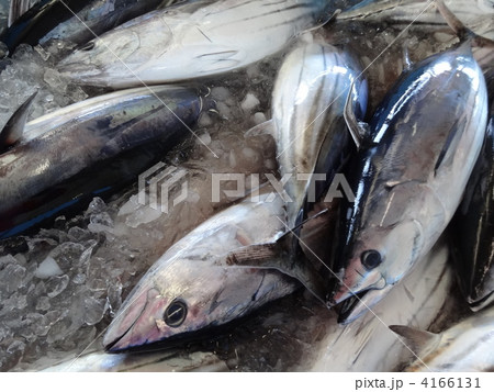 カツオの水揚げ 4166131