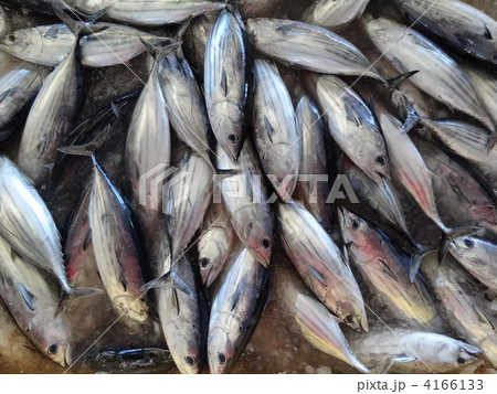 カツオの水揚げ 4166133
