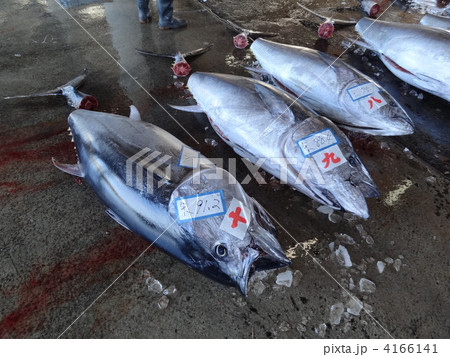 マグロの水揚げ 4166141