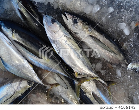 マグロの水揚げ 4166145