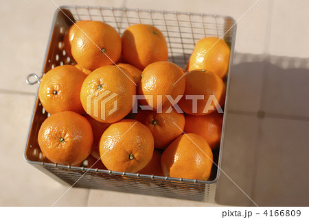 伊予柑 伊予柑 4166809