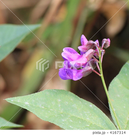 ナンテンハギの花 ナンテンハギの花 4167314
