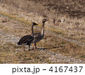 ヒシクイ 4167437