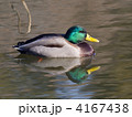 マガモ 4167438