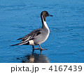 オナガガモ 4167439