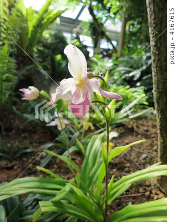 パフィオペディルム 4167615