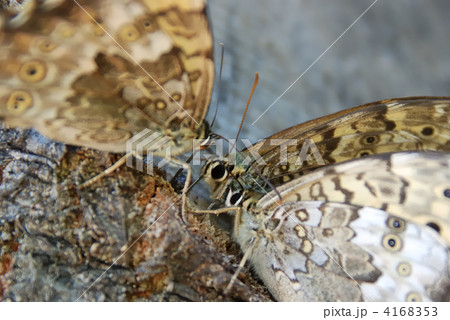 蜜談 蜜談 4168353