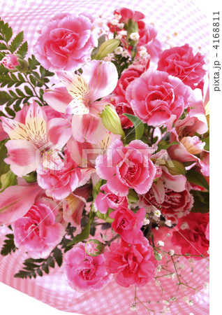 カーネイション カーネイション 4168811