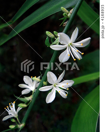 （斑なし）オリズルランの花 4168935