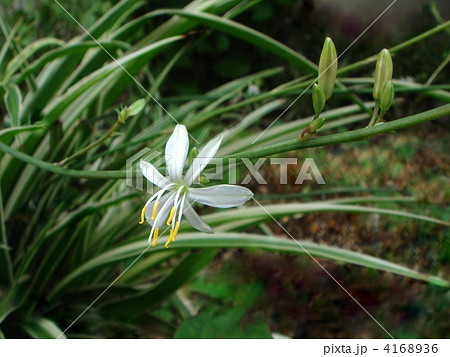 （斑入り）オリズルランの花 4168936